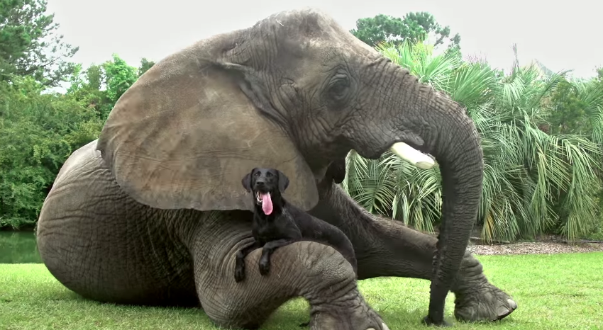 dans-ta-pub-android-google-better-together-not-the-same-apple-ios-animals