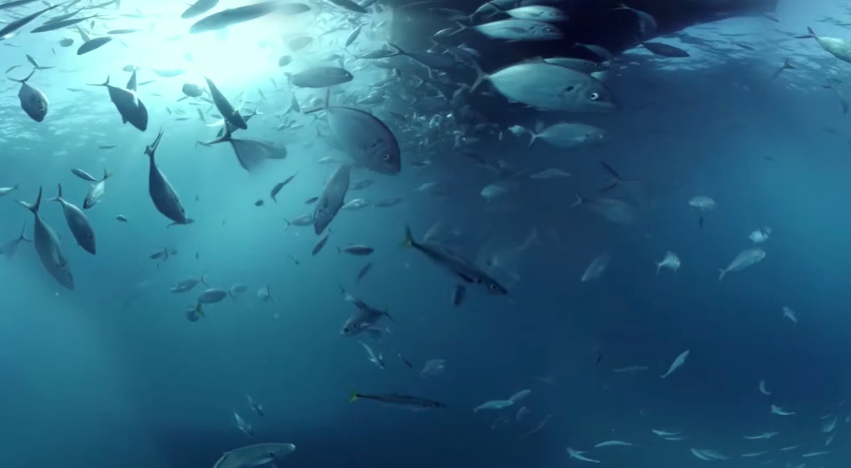 dans-ta-pub-shark-dive-samsung-australia