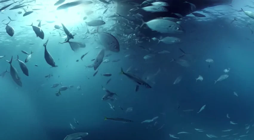 dans-ta-pub-shark-dive-samsung-australia