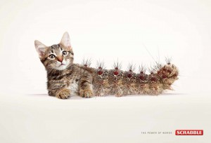 cat-erpillar_aotw