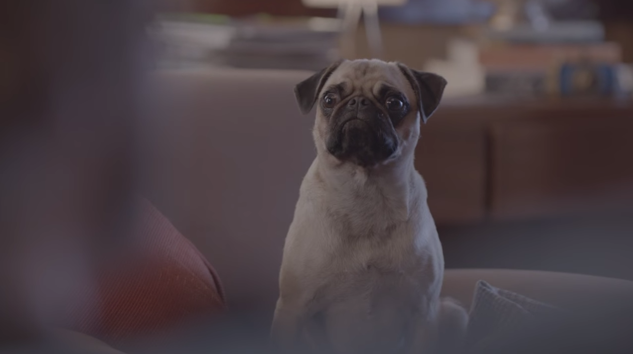 dans-ta-pub-special-dog-ddb-brazil