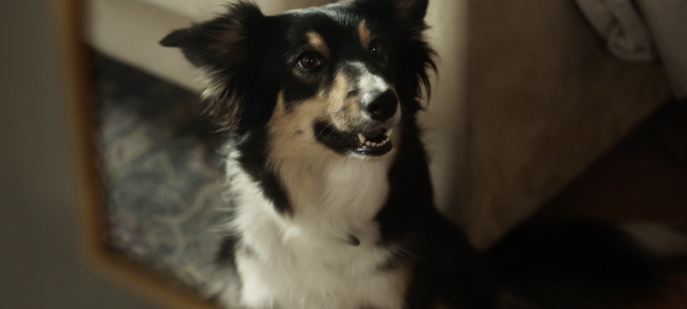 30 millions d'amis-1