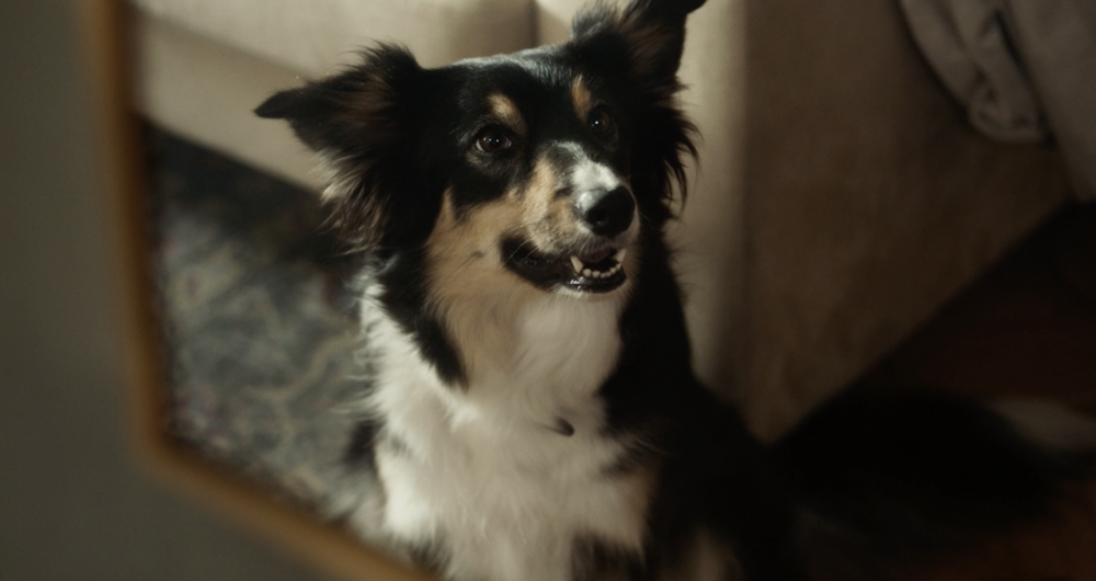 30 millions d'amis-1