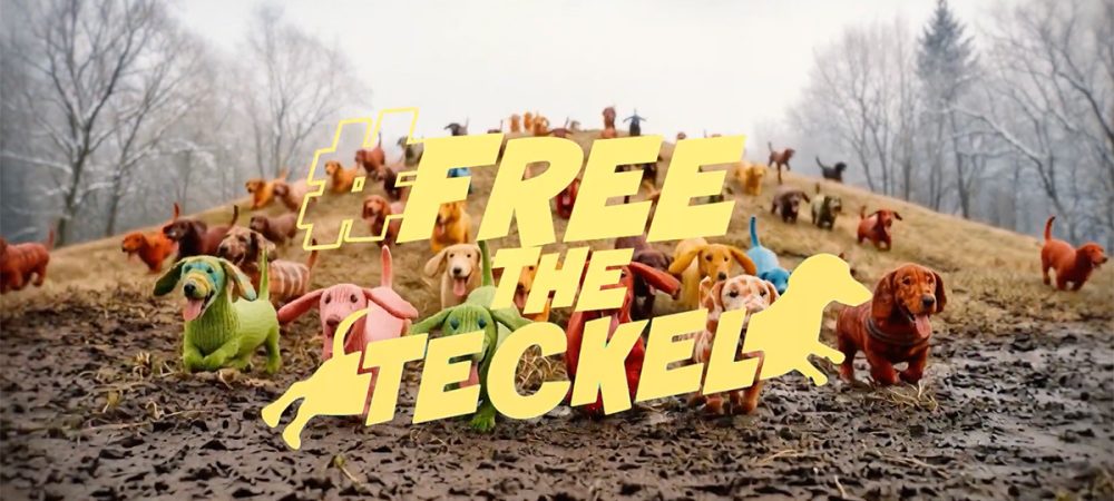 Free the teckel Steve Effie 2