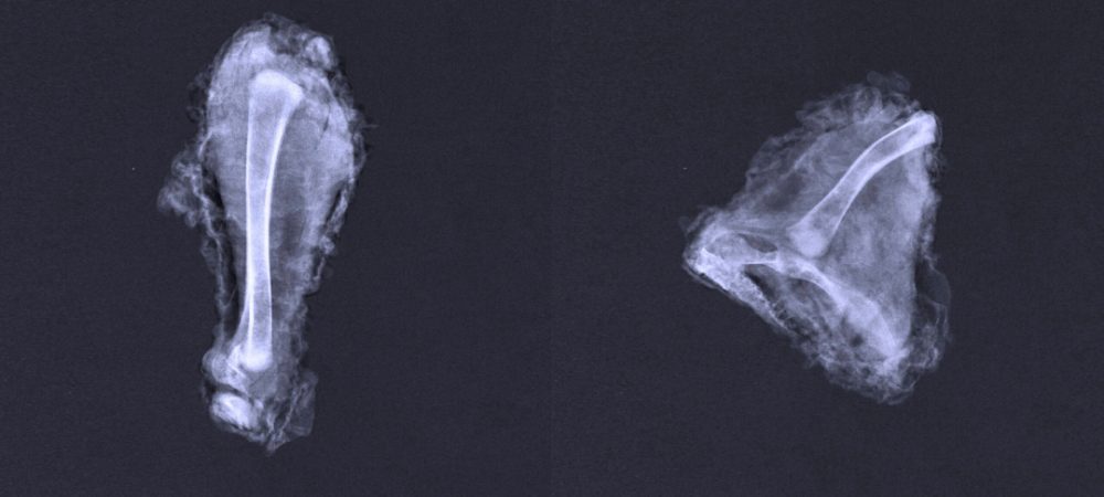 KFC-Spain-X-Ray-PS21-1.jpg.def2dbba5d0b7e0ebf277852ecfe9ea6