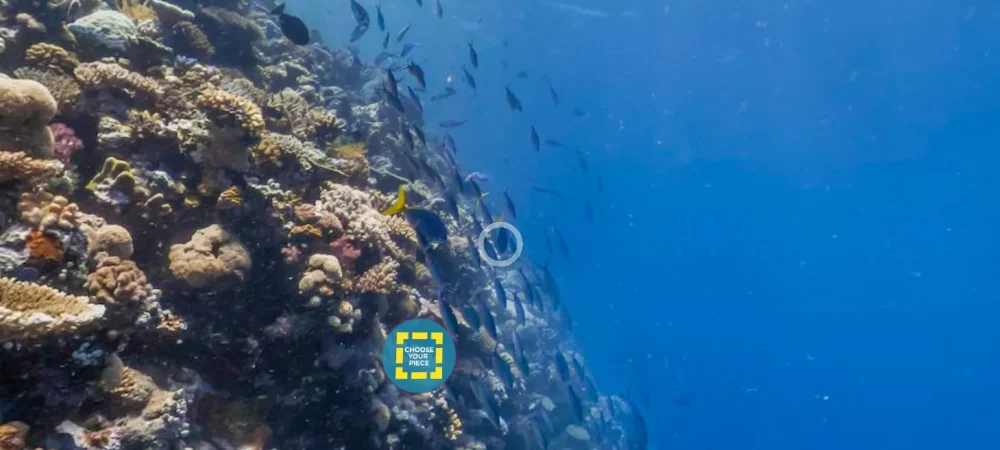 dans-ta-pub-WWF-Google-Its-Your-Reef-4