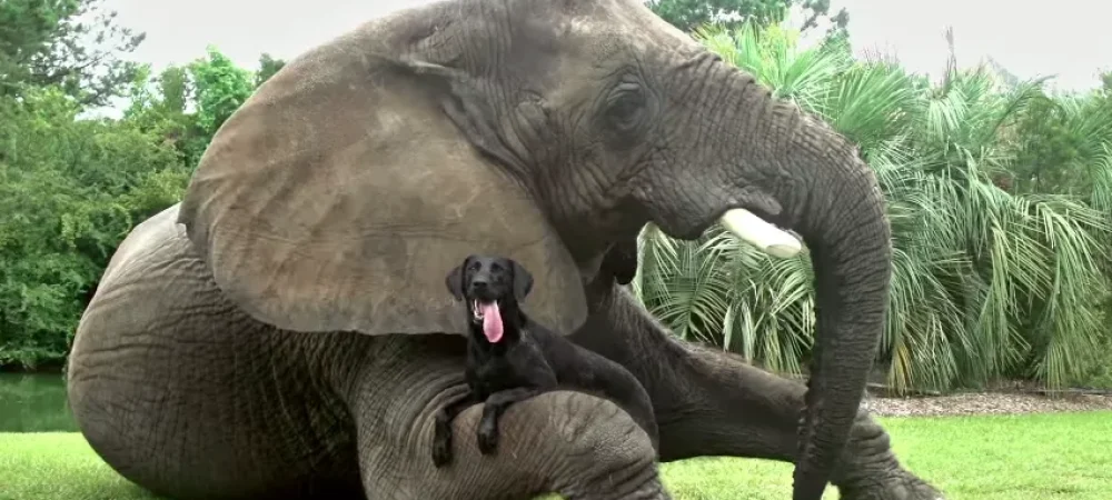 dans-ta-pub-android-google-better-together-not-the-same-apple-ios-animals