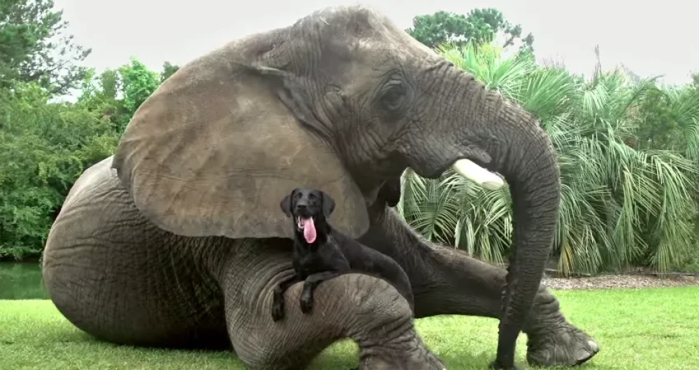dans-ta-pub-android-google-better-together-not-the-same-apple-ios-animals