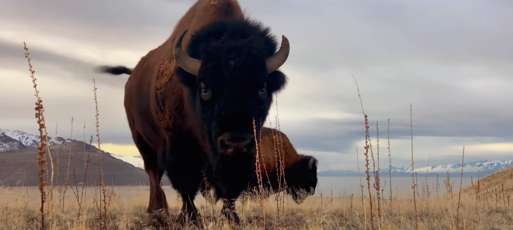 dans-ta-pub-apple-iphone-shot-nature-5