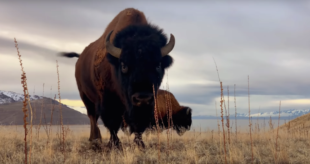 dans-ta-pub-apple-iphone-shot-nature-5