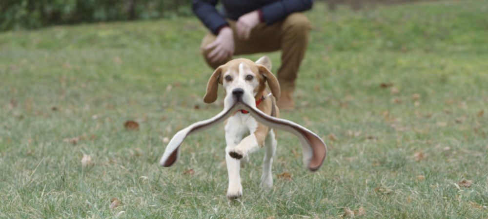 dans-ta-pub-peugeot-the-dog-betc