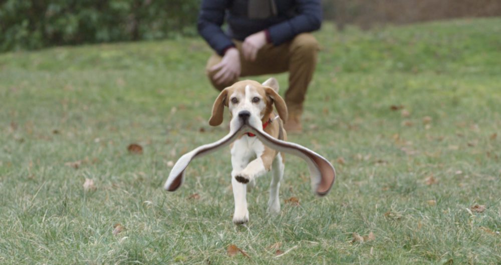 dans-ta-pub-peugeot-the-dog-betc