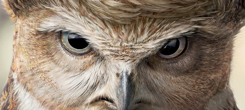 dans-ta-pub-publicite-donald-trump-usa-americain-18