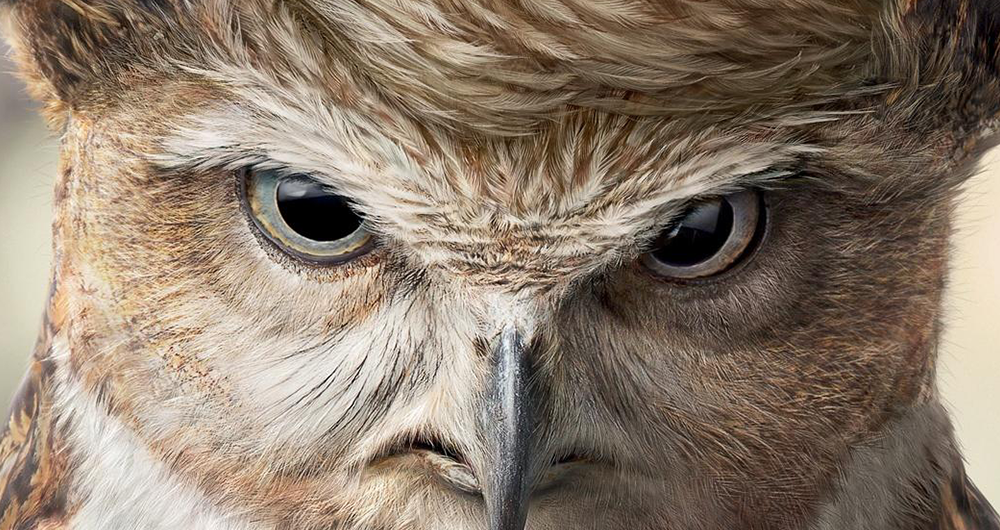 dans-ta-pub-publicite-donald-trump-usa-americain-18