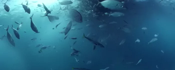 dans-ta-pub-shark-dive-samsung-australia