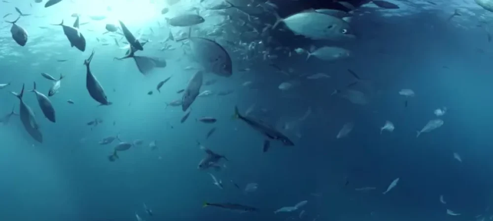 dans-ta-pub-shark-dive-samsung-australia