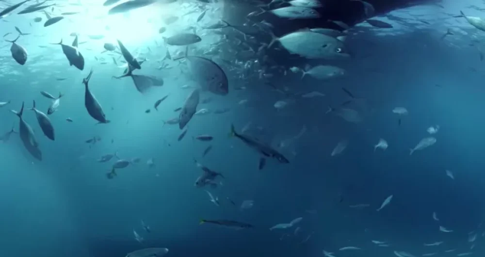 dans-ta-pub-shark-dive-samsung-australia