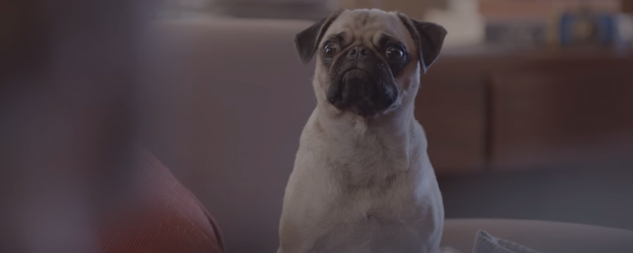 dans-ta-pub-special-dog-ddb-brazil