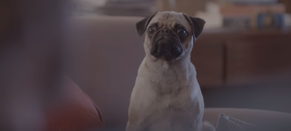 dans-ta-pub-special-dog-ddb-brazil