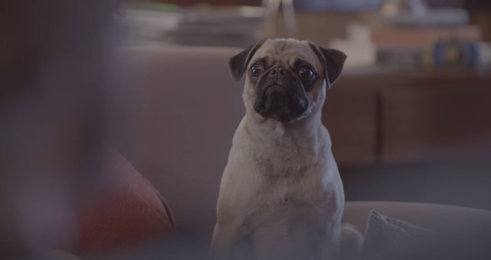 dans-ta-pub-special-dog-ddb-brazil