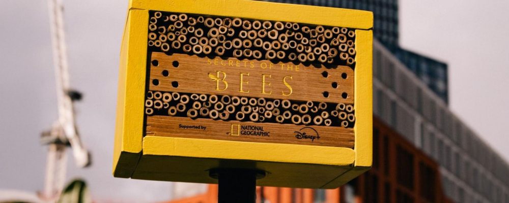 hero national-geographic-abeilles-fleurs-1