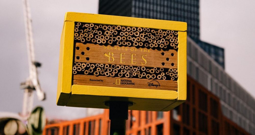 hero national-geographic-abeilles-fleurs-1